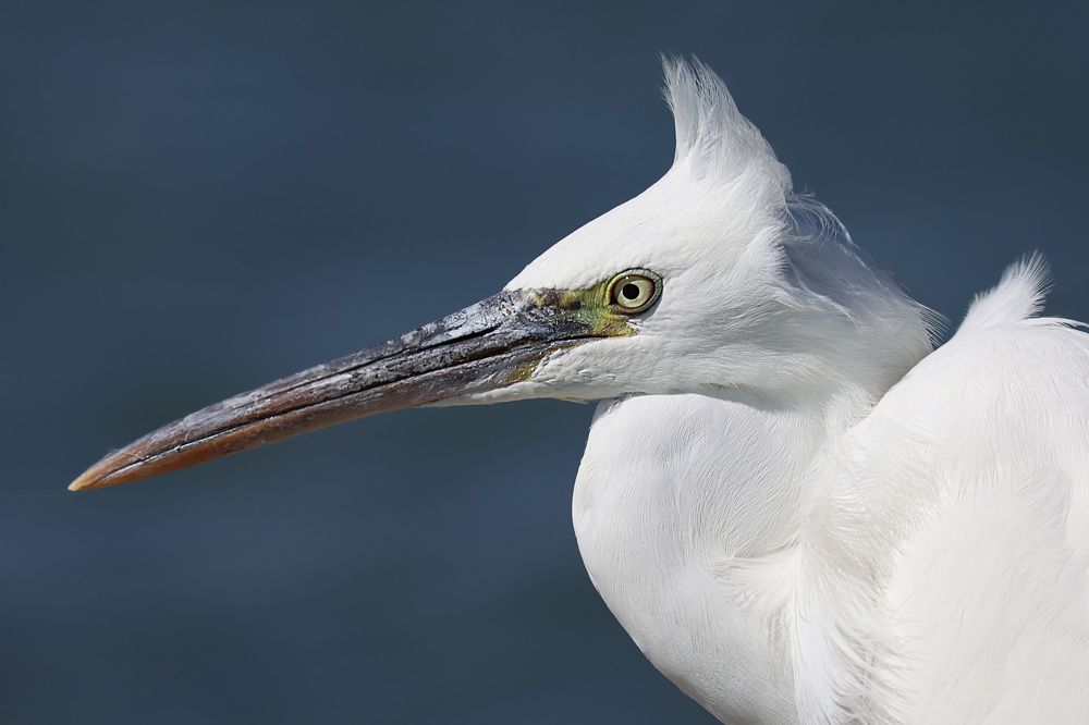 Photograph by Елена