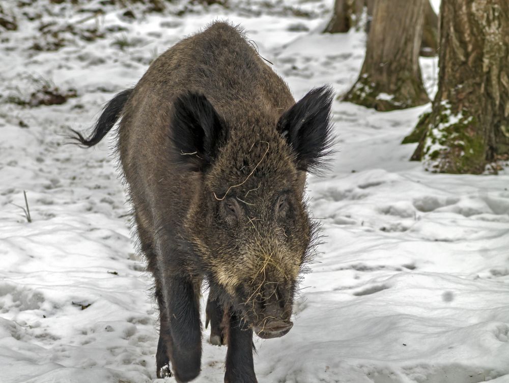 Photograph by Екатерина Рябинина
