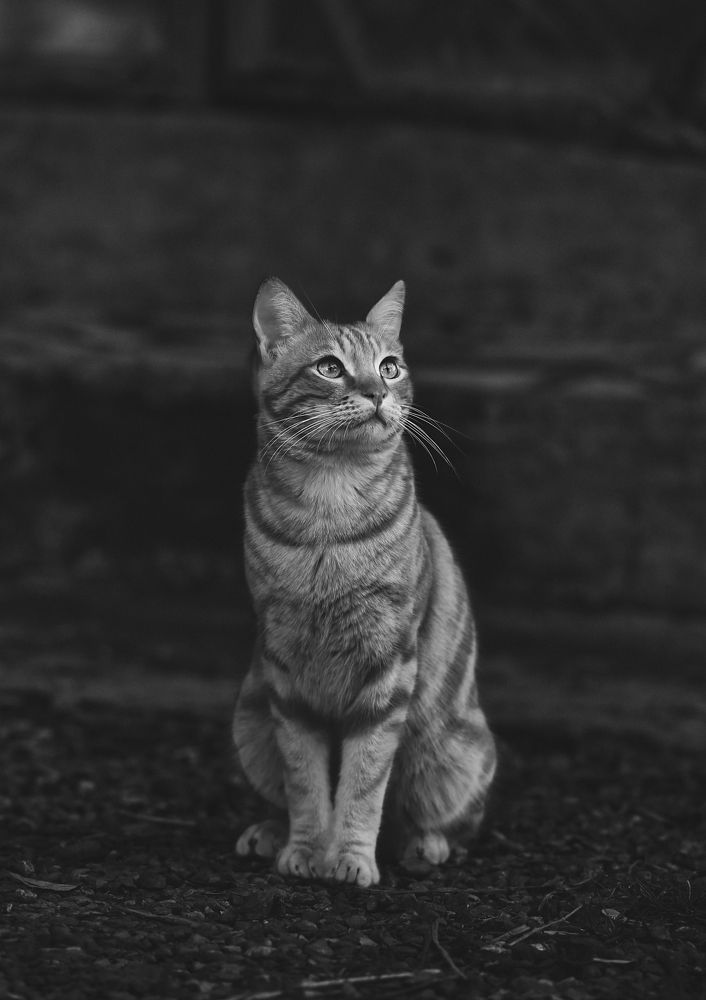 Фотография автора farshad shahani