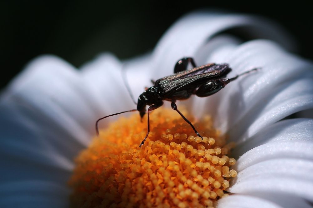 insect on a daisy