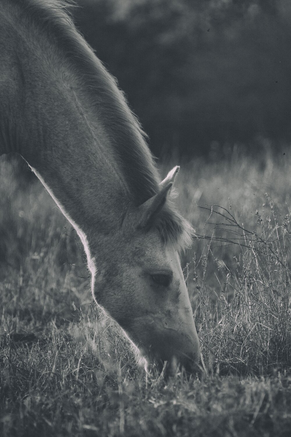 Photo #9954405