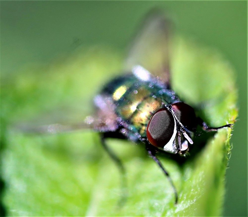 eyes of a green fly