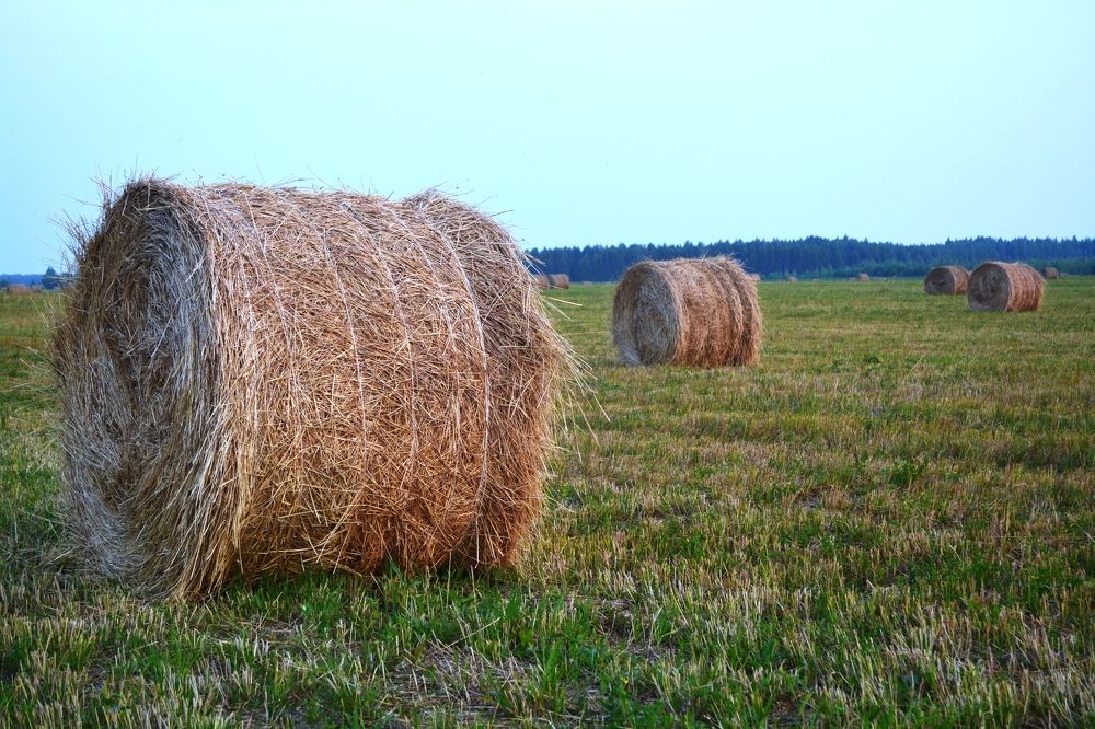 Photograph by Ксения Лебедева