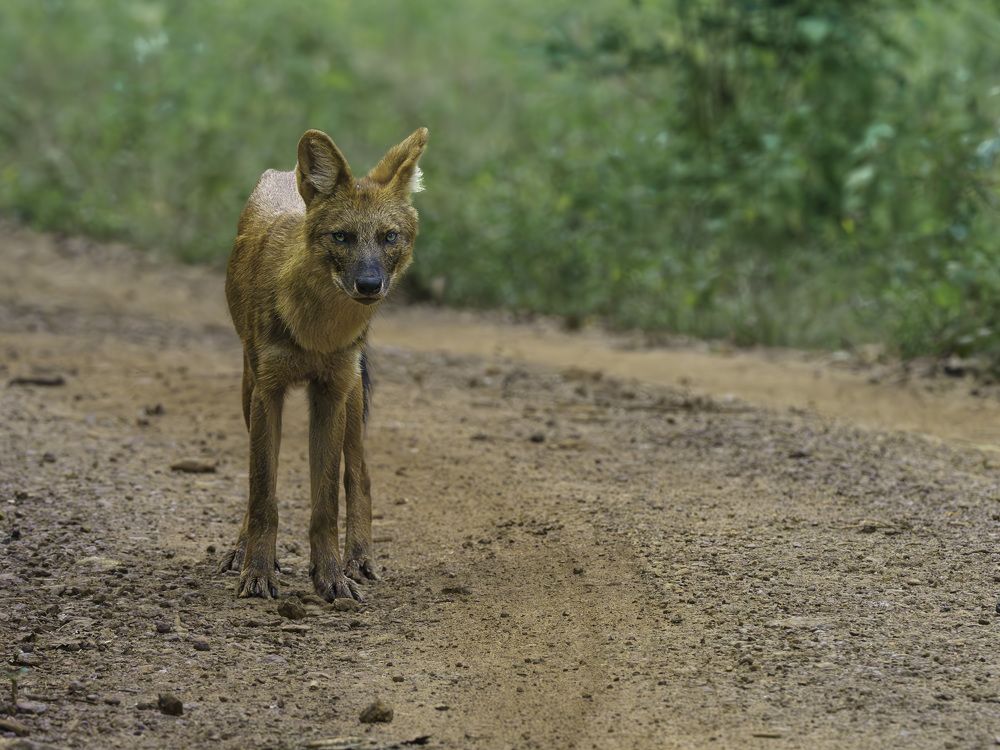 Photograph by RAJESH MAHAJAN