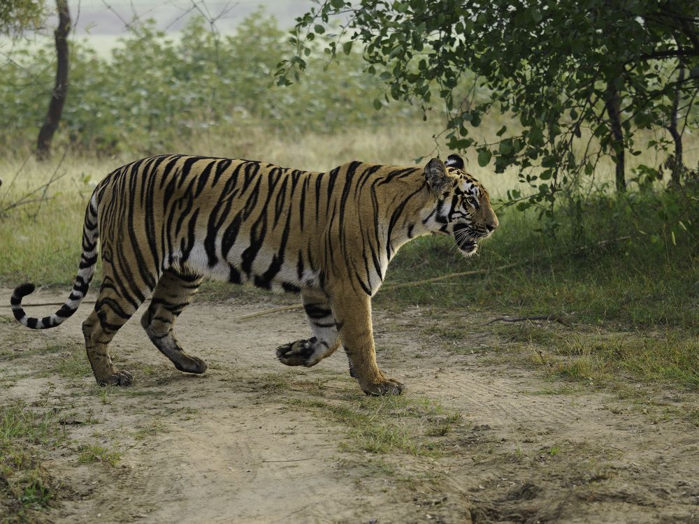 Photograph by RAJESH MAHAJAN