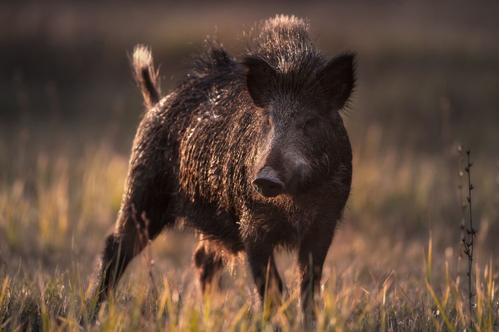 Фотография автора Lozhkin Vyacheslav