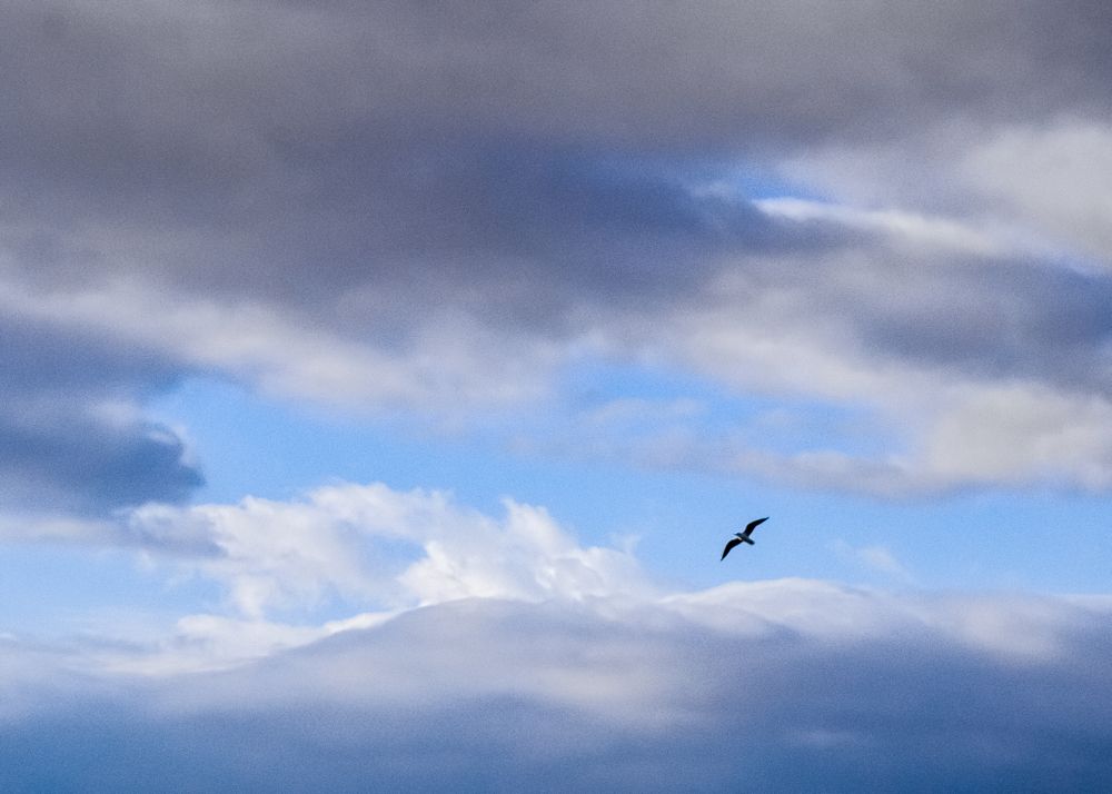 bird in the sky