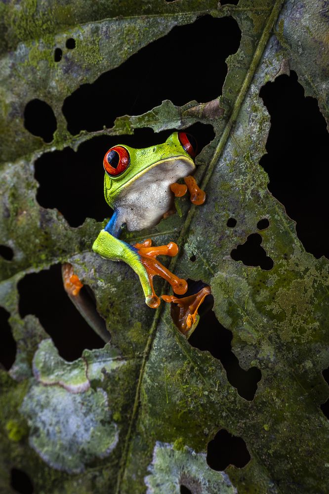 Red-eyed tree frog