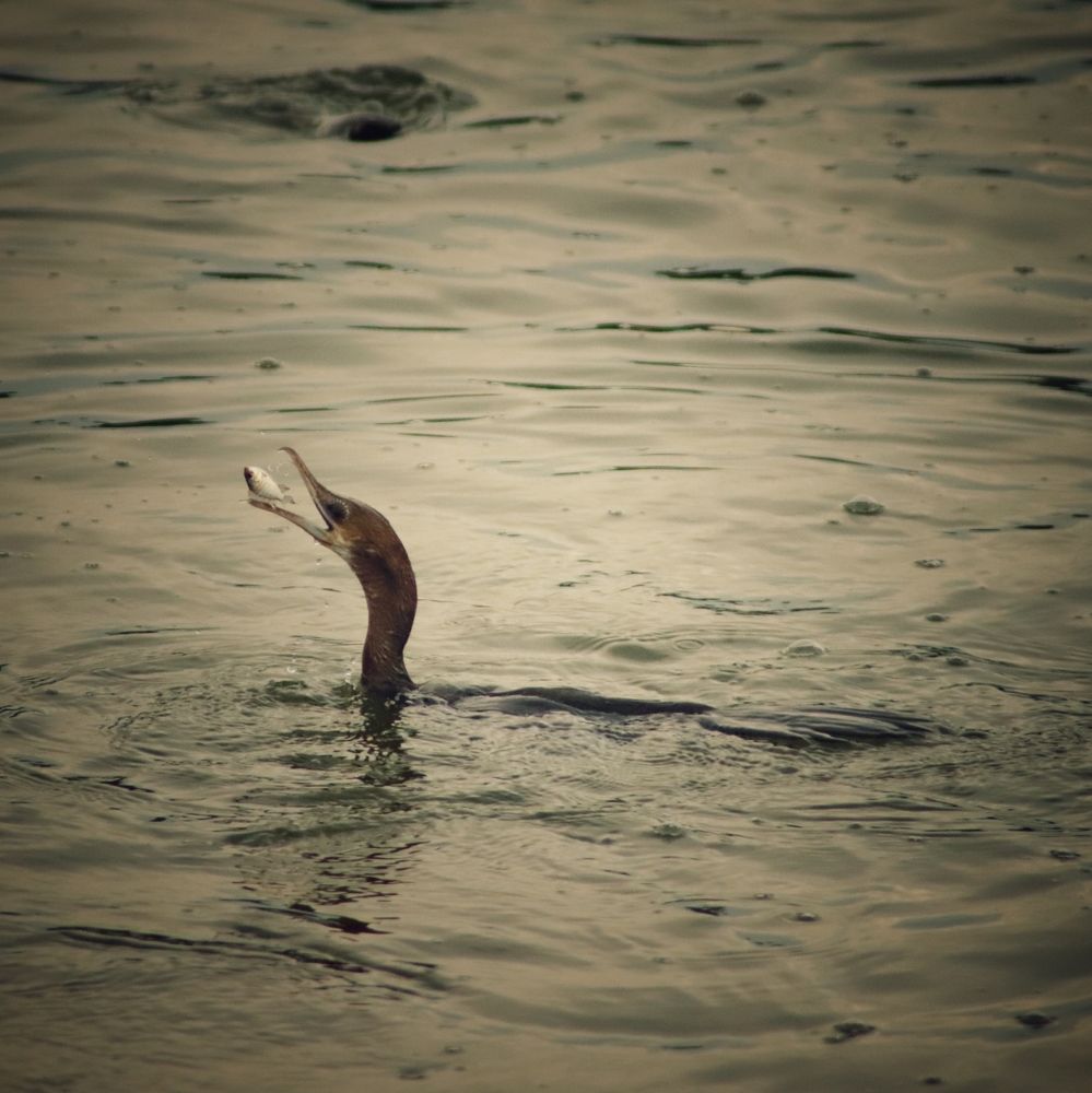 Photograph by Washiful Majid