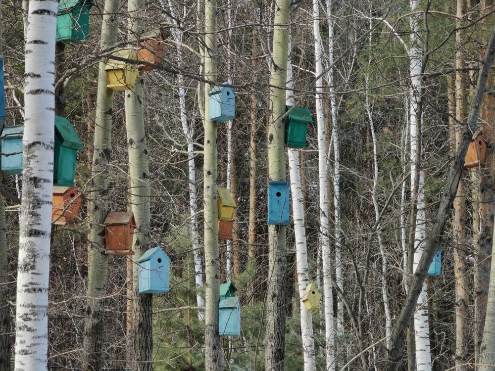 Photograph by Чкареули Светлана