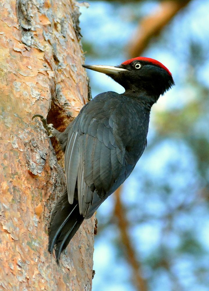 Photograph by Владислав Иопек