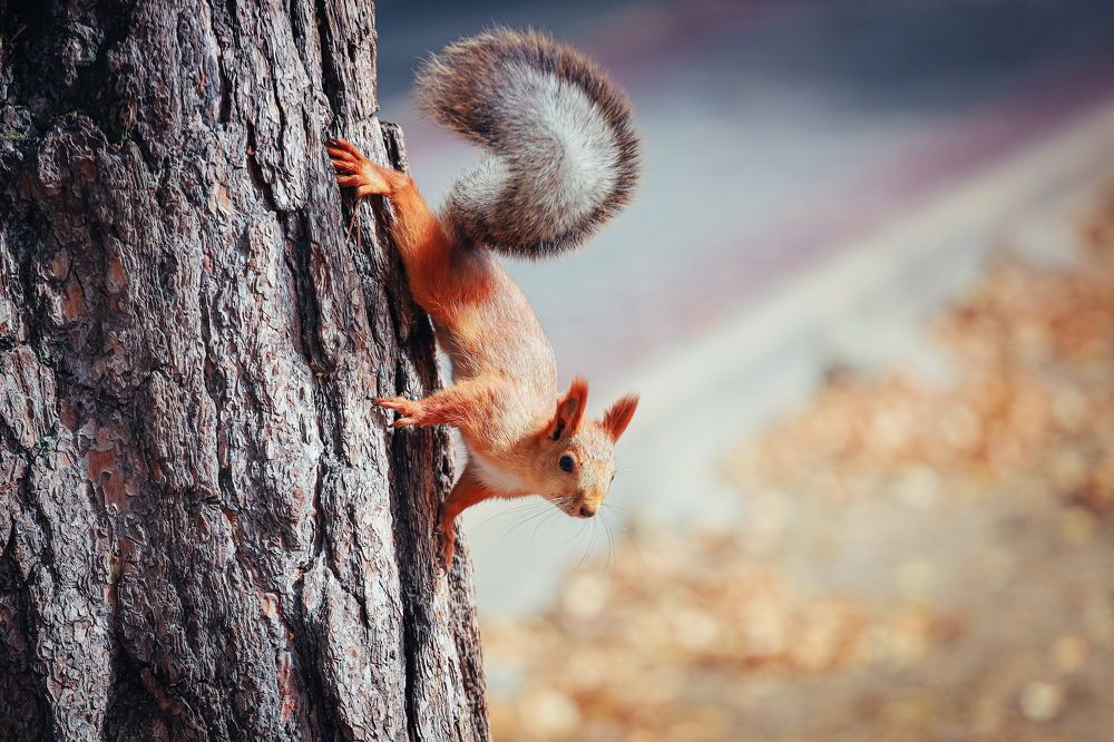 Photograph by Александр Перегоненко