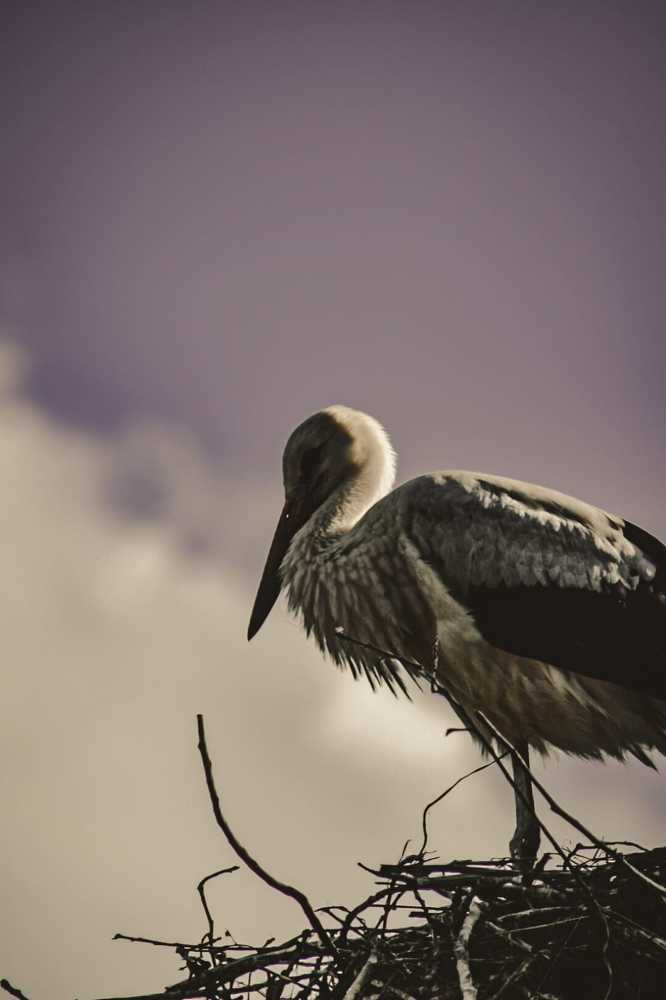 Photograph by Bogdan Dumitru