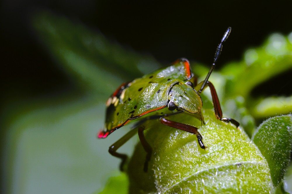 Nezara viridula luciendo su gala de colores