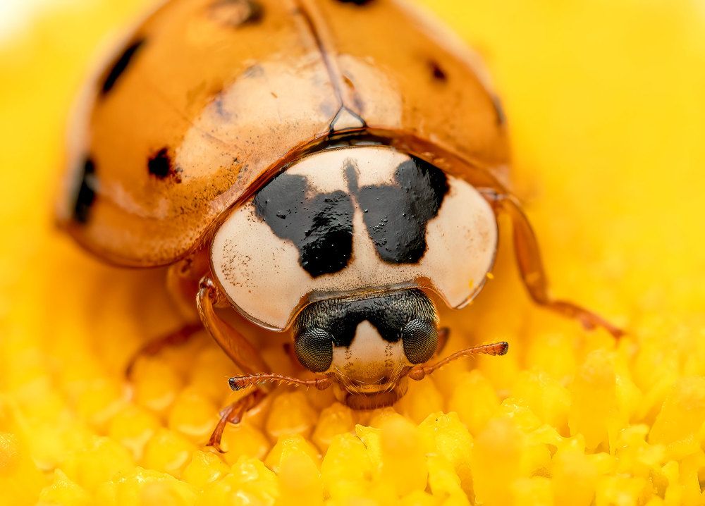 Photograph by Viktor Makarov