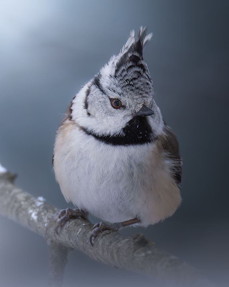 Фотография автора Митин Дмитрий