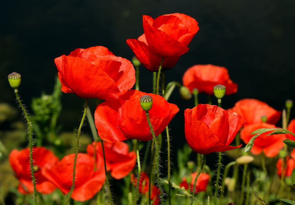 Красное на чёрном.