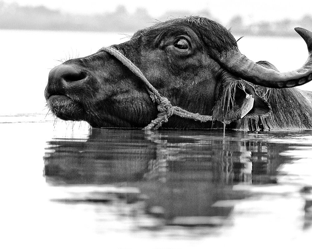 Фотография автора Rounak Doshi