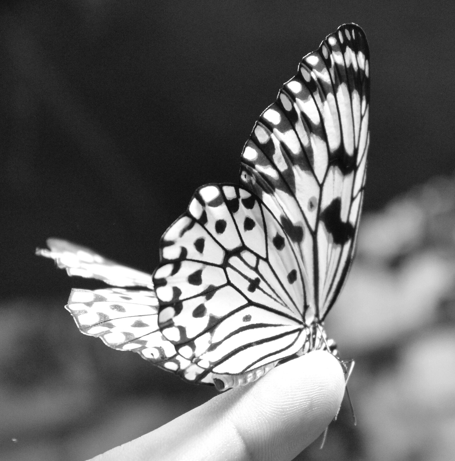 Photo #9955922