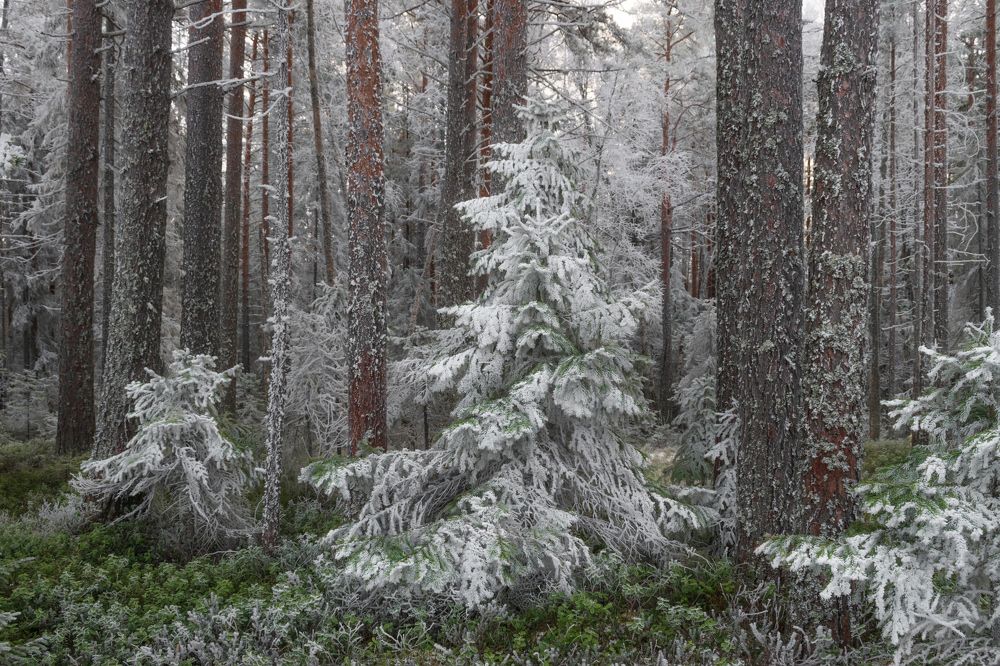 Photograph by Елена Амозова