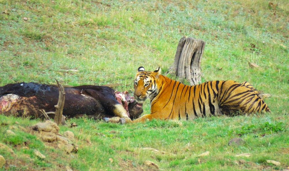 Tigress stares from atop her kill