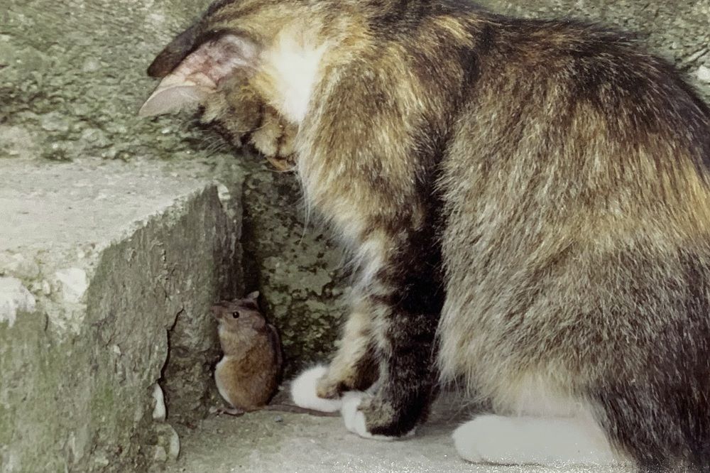 Photograph by Ирина Тимонина