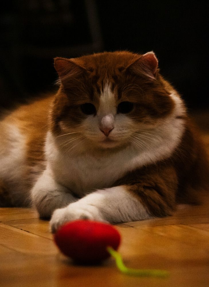 Photograph by Aleksandr Kolonsky