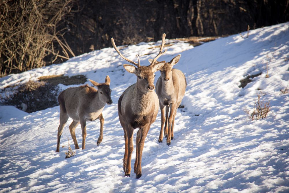 Red deer in the snowy nature of Iran