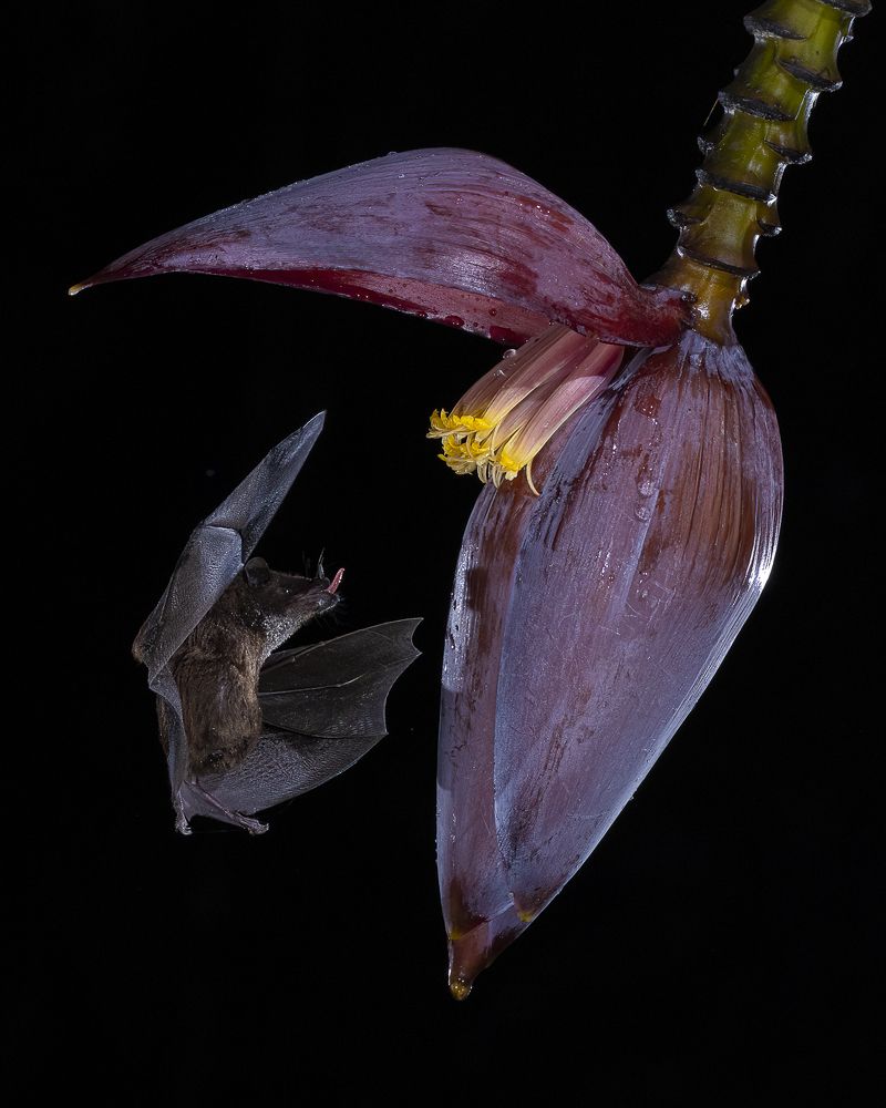 BLACK BAT AND THE BANANA FLOWER