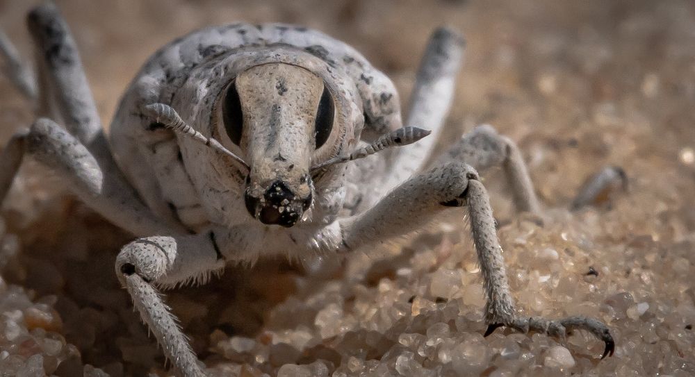 Death Valley Dunes bug