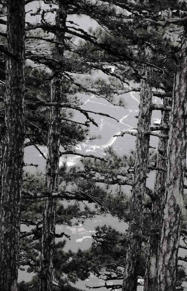 Сердечно-сосудистая система