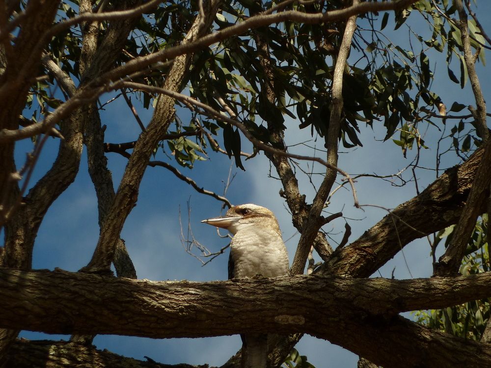 Kookaburra in Gum Tree