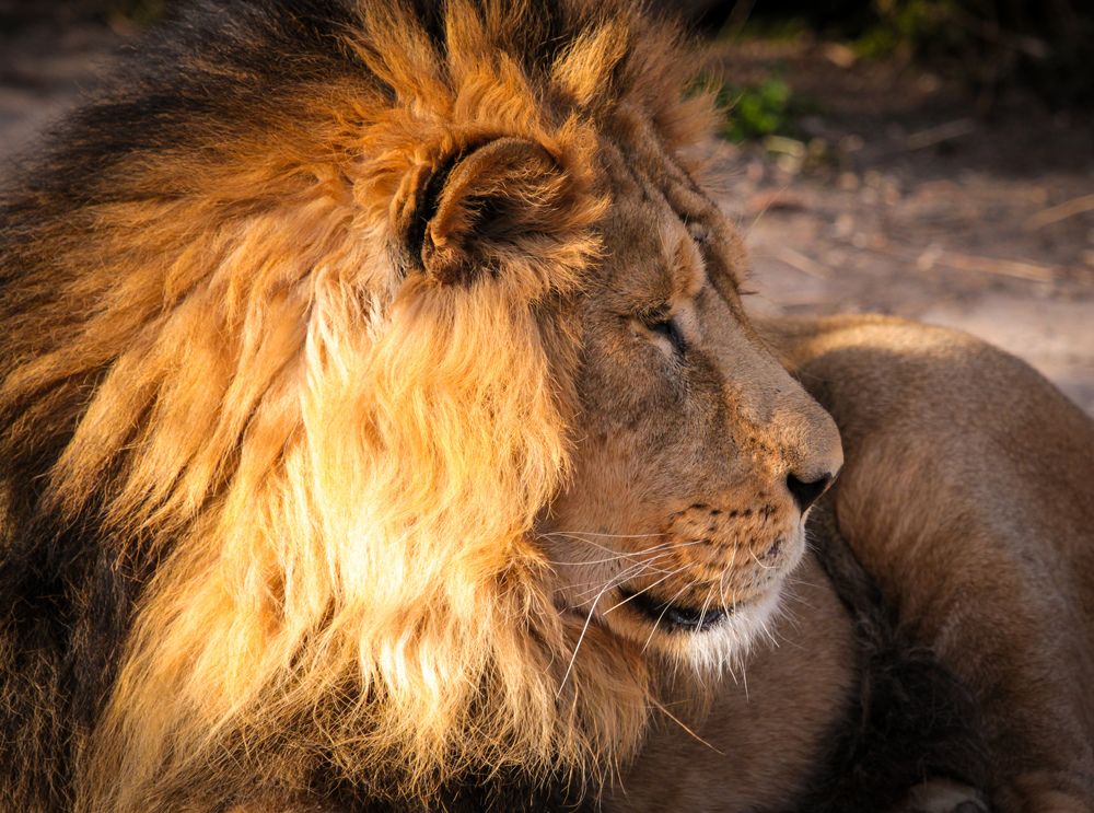 Фотография автора Elena Ku