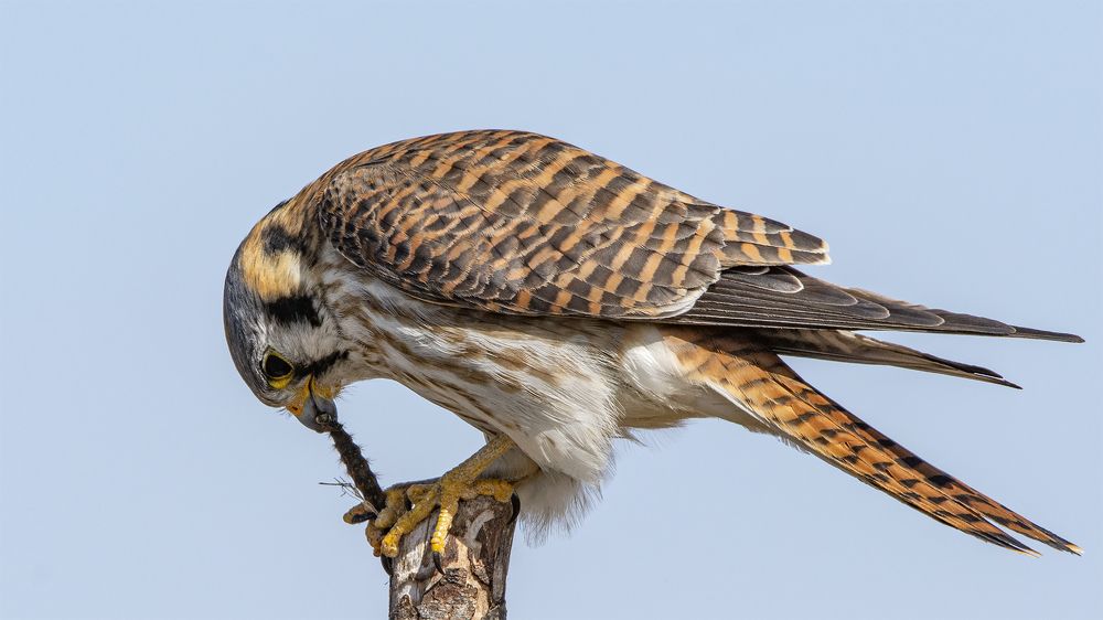 лёгкий перекус