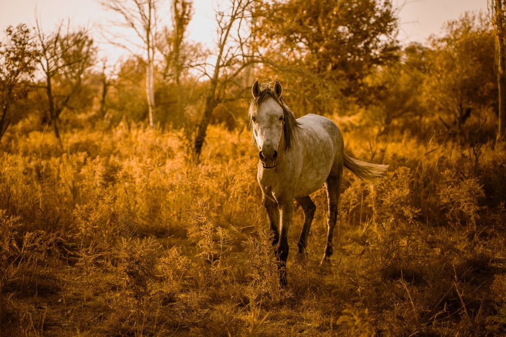 Photograph by Mohammad Mehdi Askari