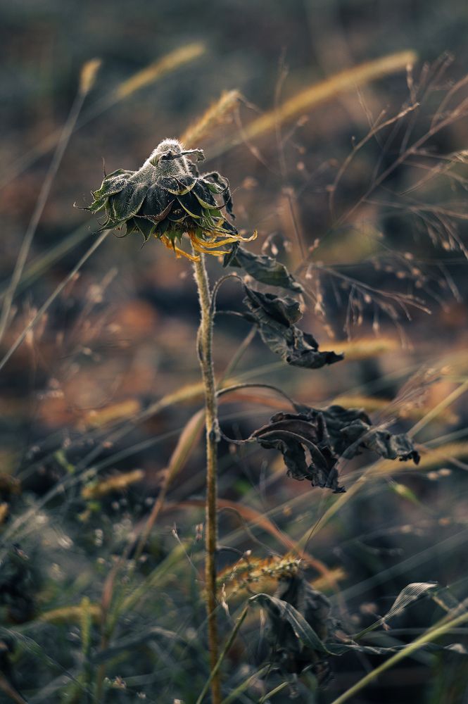 Photograph by Наталия Брянцева