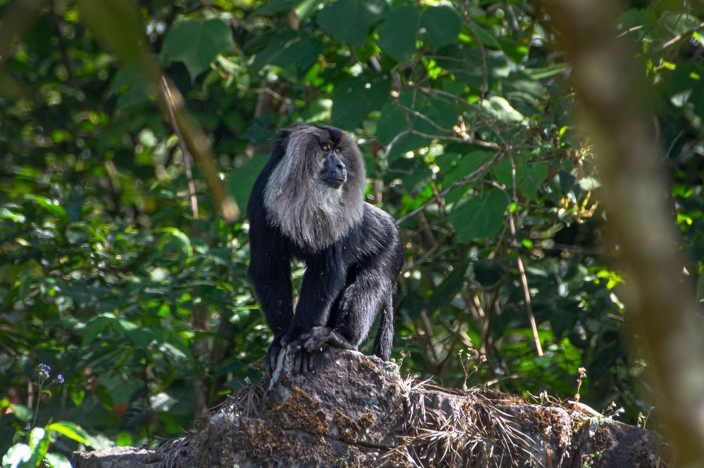 Lion-tailed Macaque