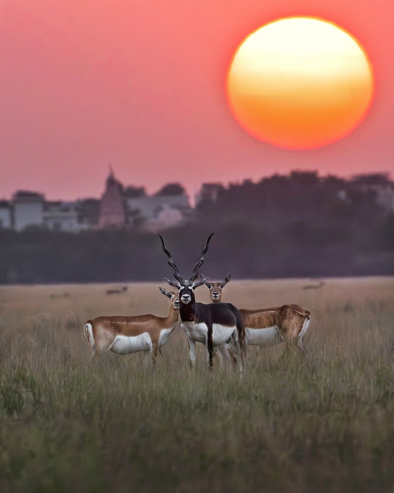 Evening Elegance : Graceful Black Buck Trio in Twilight !!!