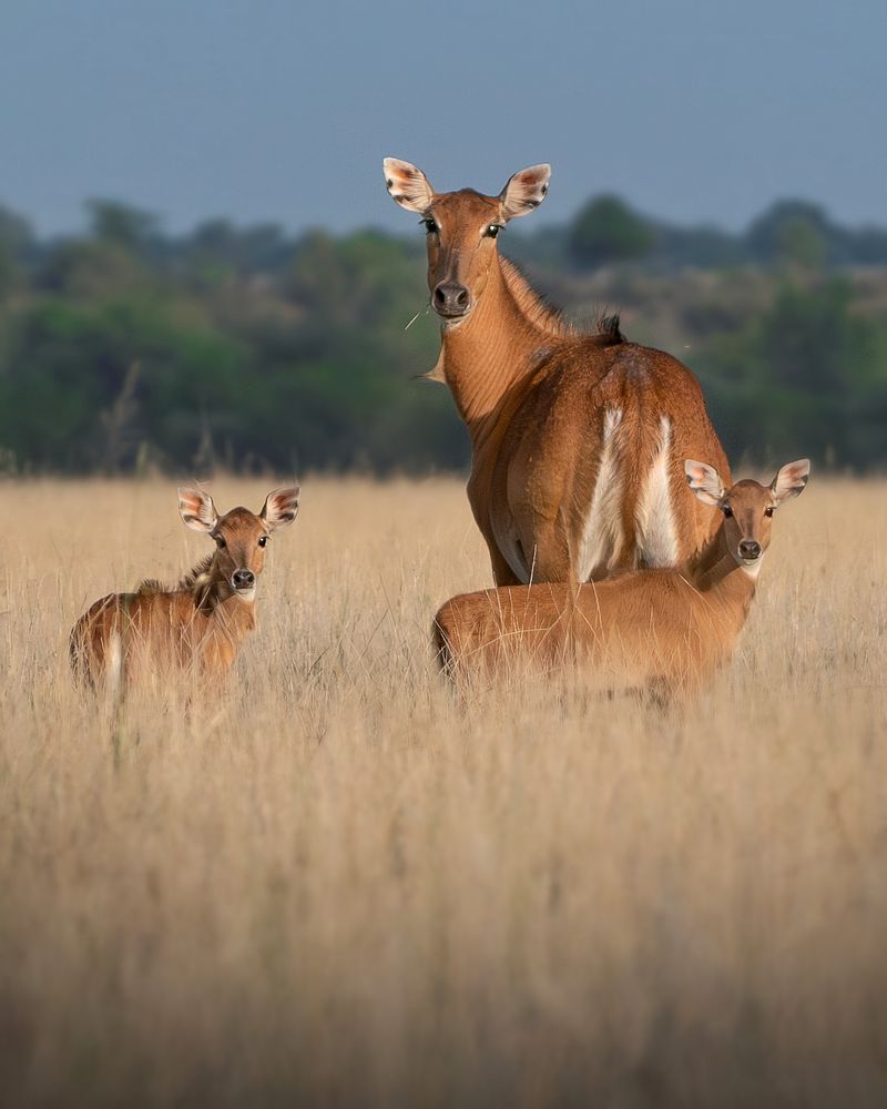 Nature's Innocent Trio !!!