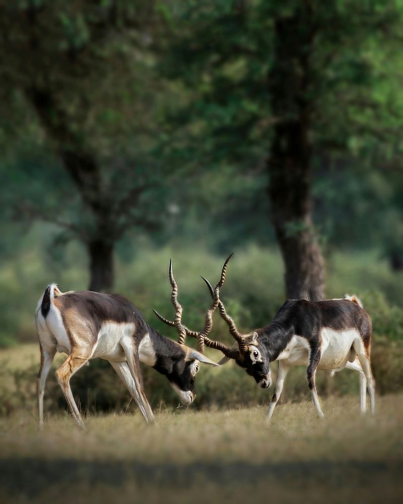 The Clash Of Titans !!!