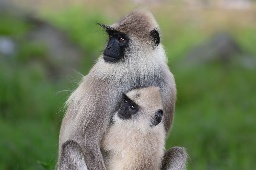 Photograph by Nijas Mohamed