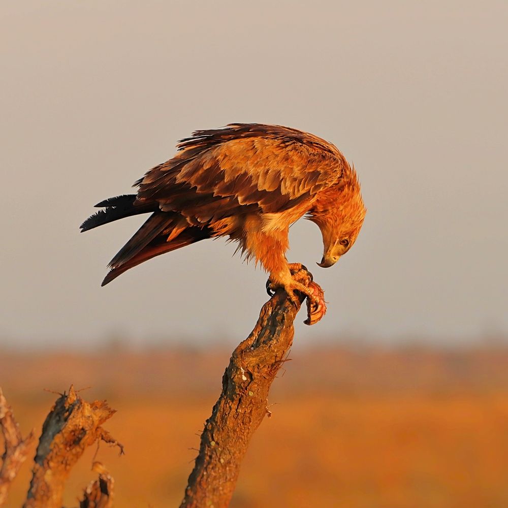 Photograph by Jacques Nel