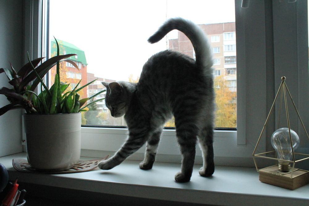 Photograph by Алиса Григорьева