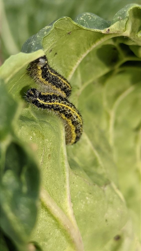 Фотография автора Васильева Ирина