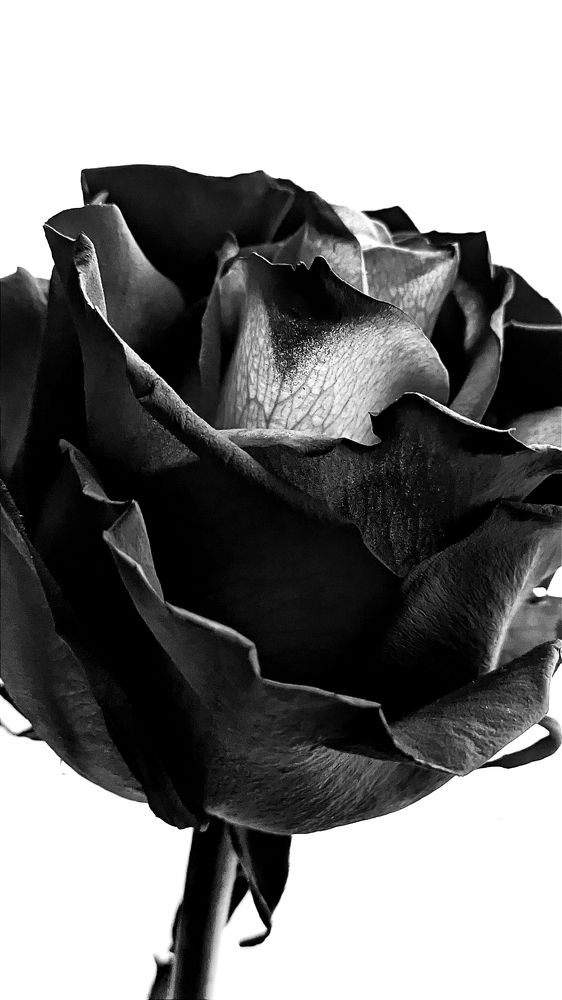 Фотография автора Васильева Ирина