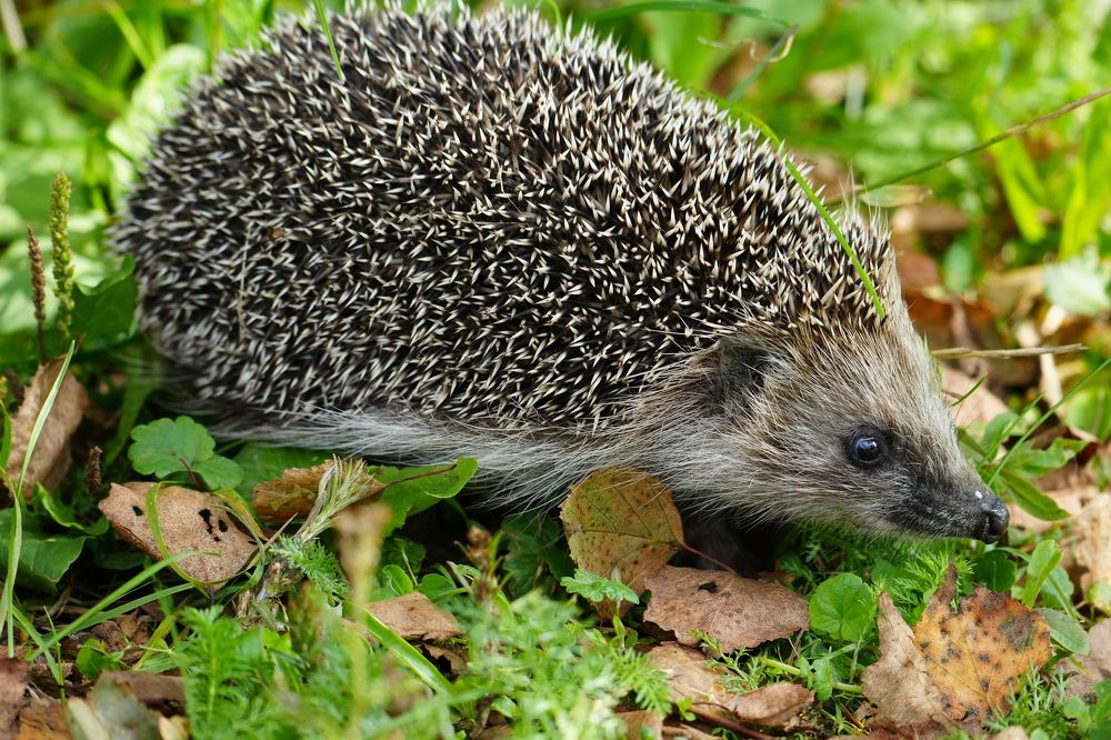 Photograph by Михаил Трусов