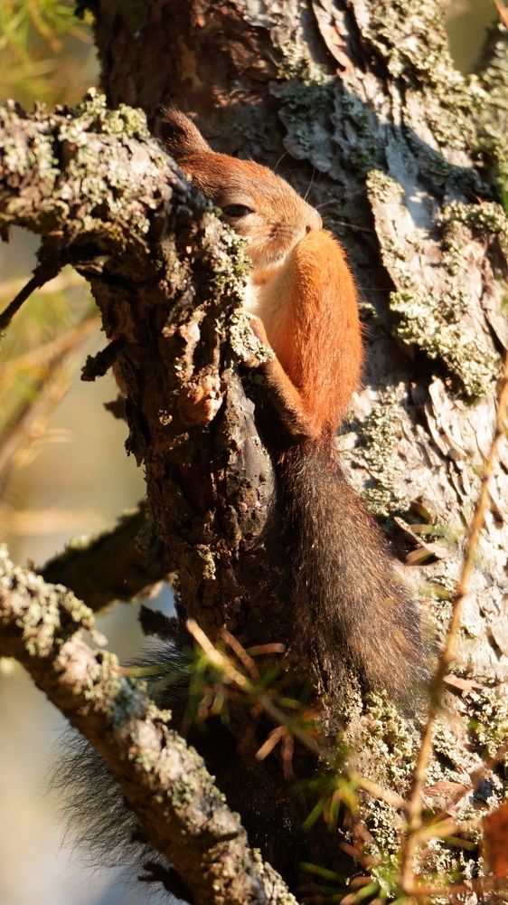 Photograph by Михаил Трусов