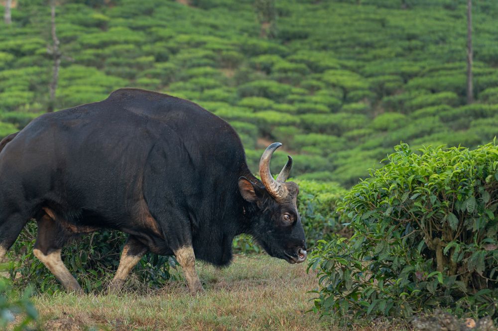 Around for some tea ...