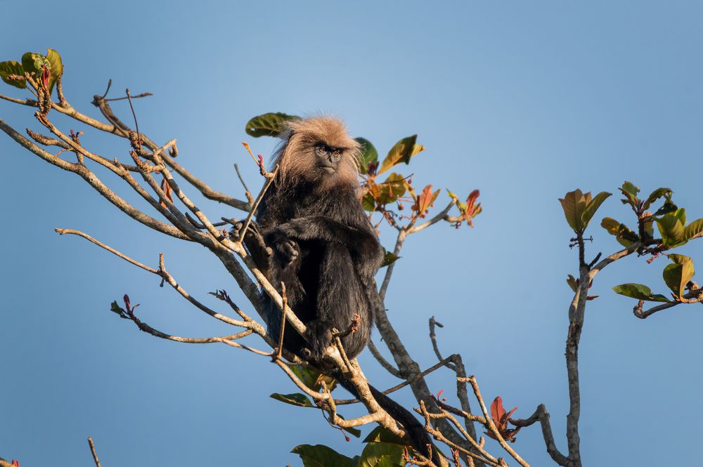 The glossy langur