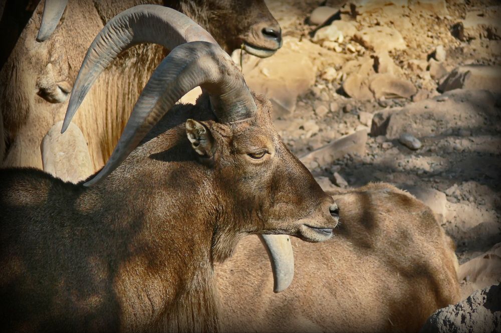 Фотография автора Анатолий Дауров